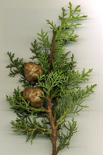 plant-1