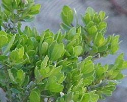 plant-4