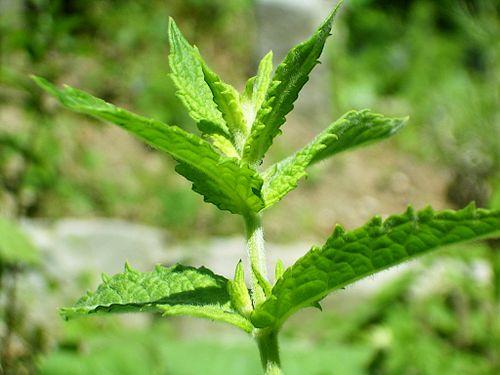 plant-8