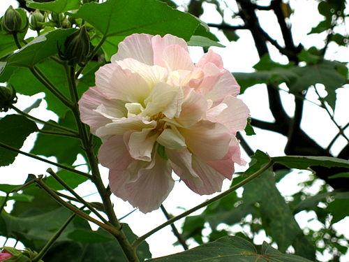 plant-4